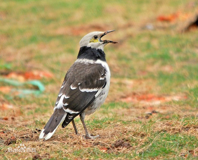 东江揽胜,惠州淡水常见鸟类图谱