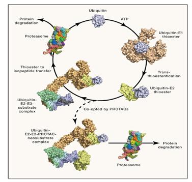 Arvinas的全球首个PROTAC药物ARV-110最新进展及管线布局浅谈