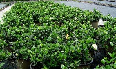 如何才能把栀子花养好,如何才可以把栀子花养好