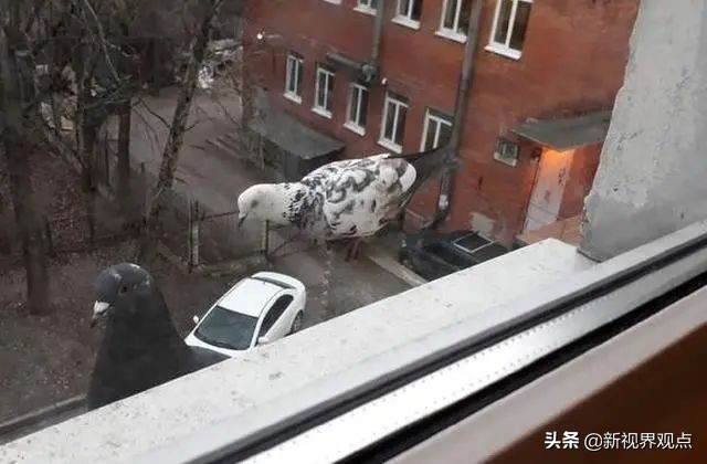 神奇的视觉错位图30张,神奇的错位照片