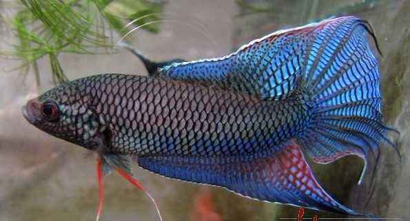 冬天不加温不打氧冻不死的观赏鱼,养不死的观赏鱼图片及名称价格表