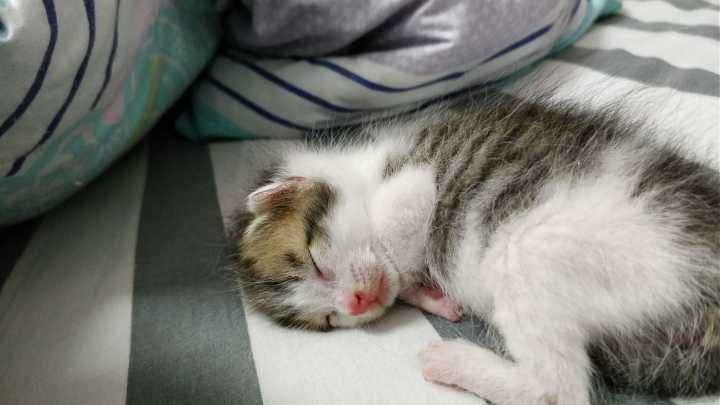 捡到流浪小奶狗怎么养,捡到小流浪猫带回家怎么养