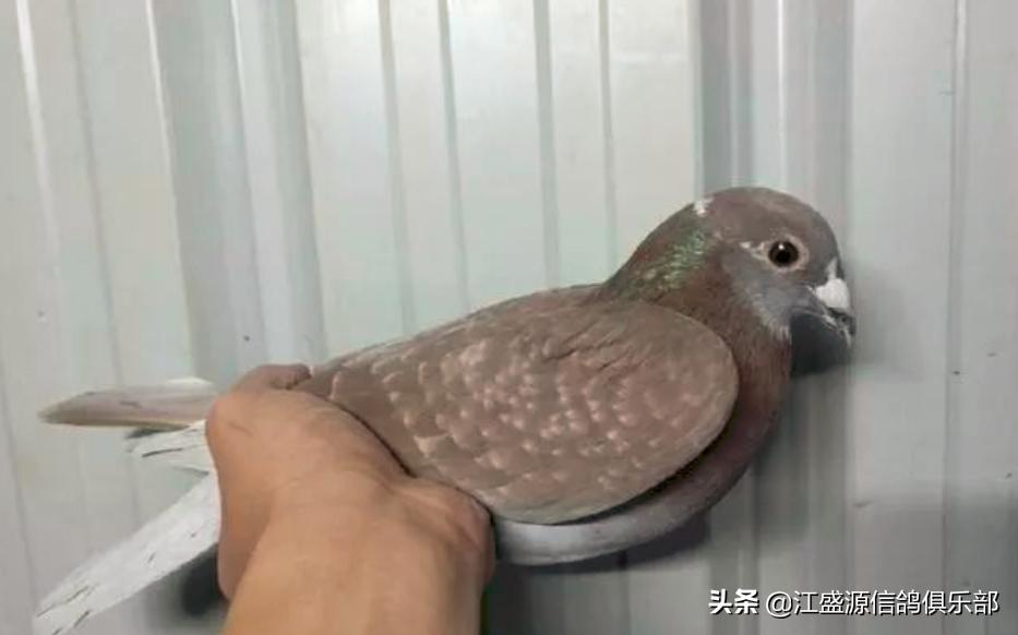 养鸽技巧大全,新手养鸽基础知识