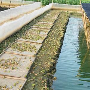 养殖青蛙方法,青蛙养殖和牛蛙养殖哪个好