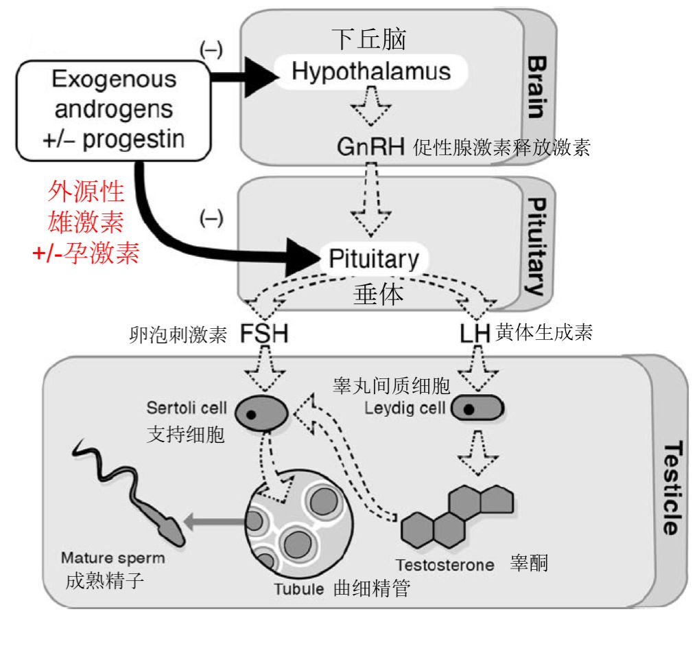 男性吃女用避孕药多久有影响,避孕药对男性的危害和副作用