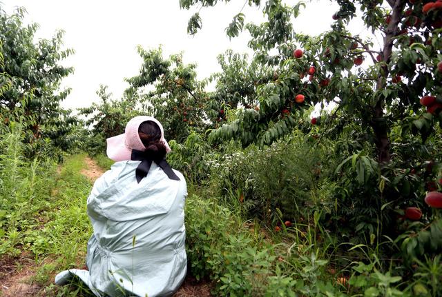 7月份桃子摘后桃树该怎样管理,桃树谢花后多长时间进入硬核期