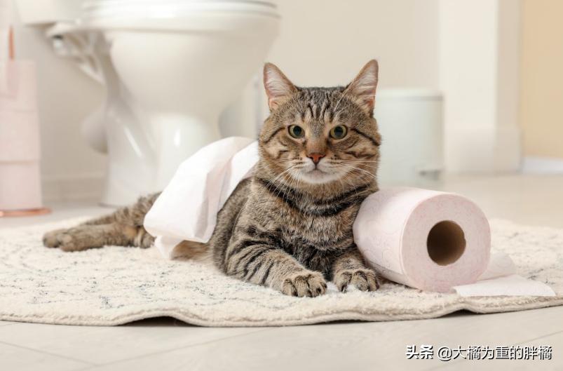 猫咪吐毛球什么方法最好,猫咪吐毛球最有效的方法