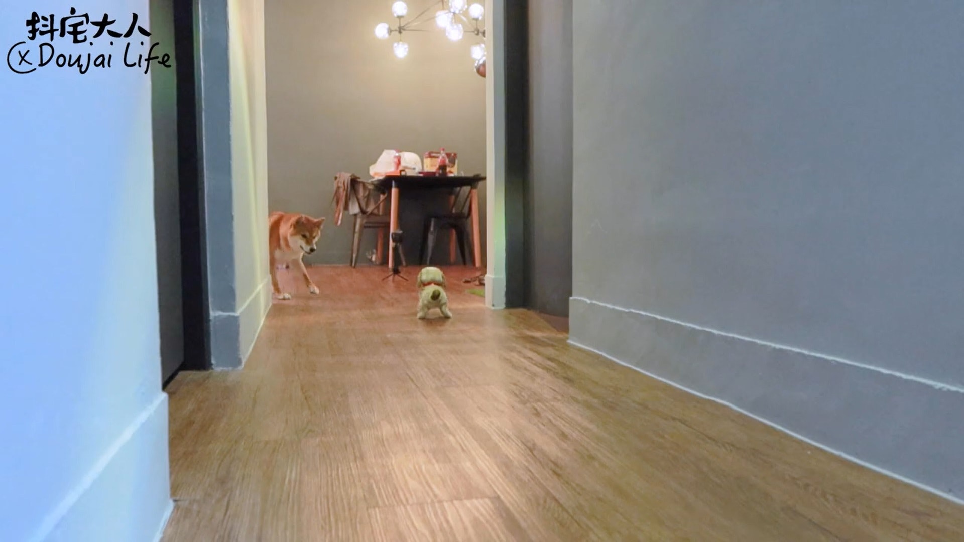 胆小柴犬遇神秘东西秒被吓跑　吓到脸歪、弹起反应笑翻网民