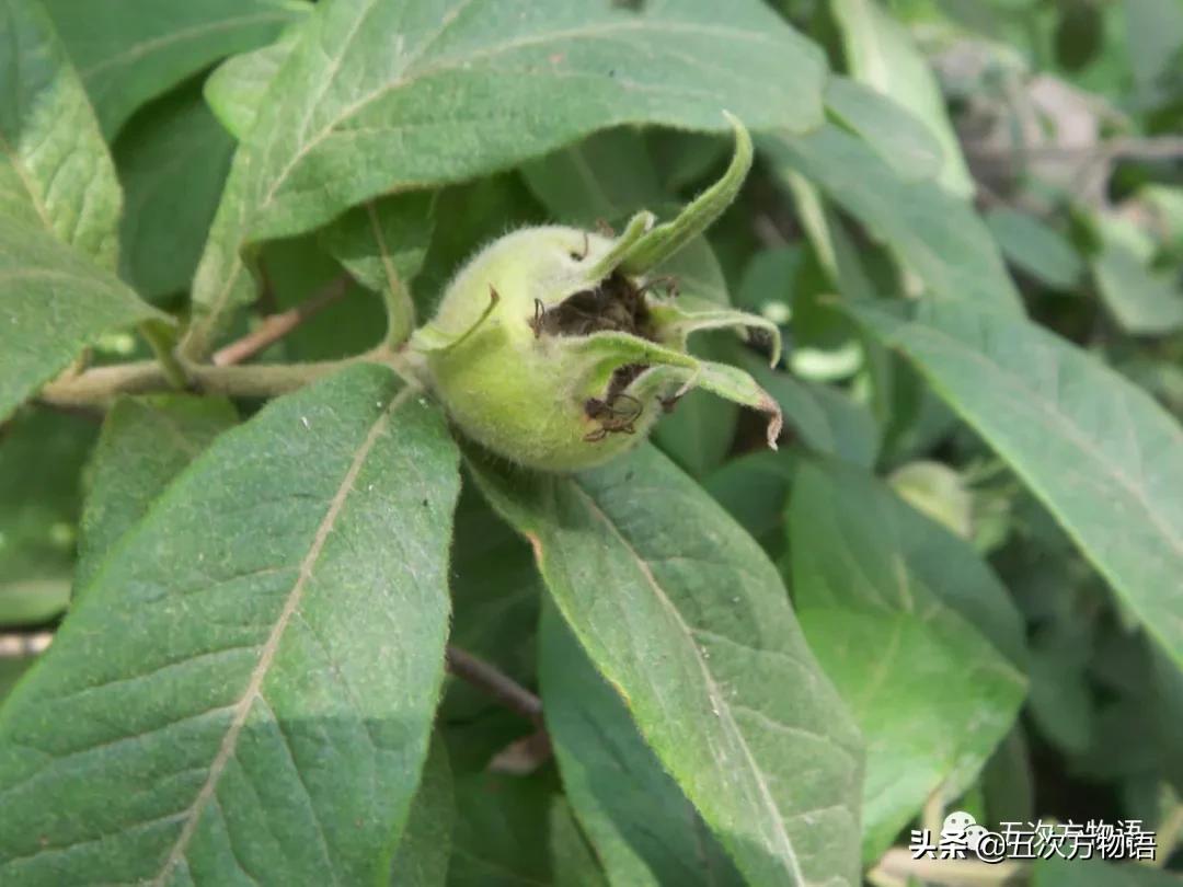 草莓上的小麻点是种子吗,草莓上的小麻点是什么呢