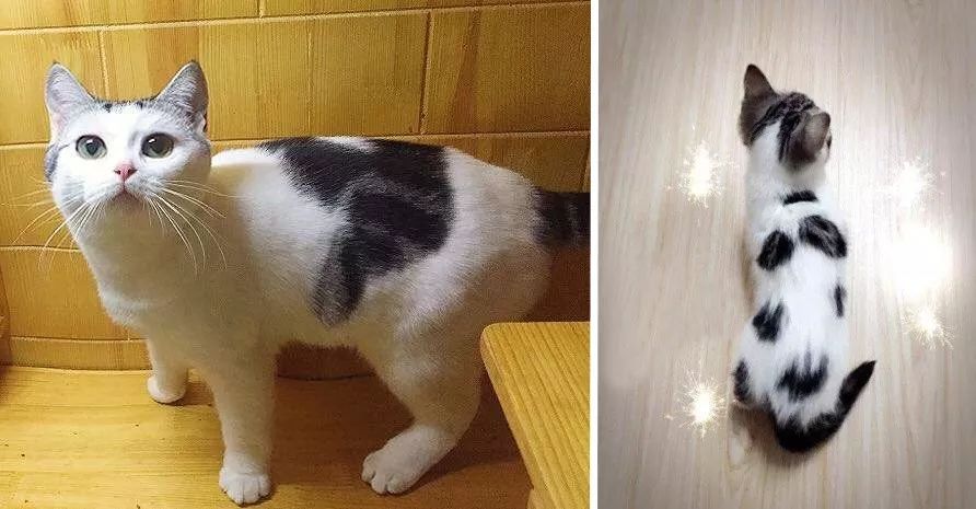 好养的猫品种排行榜,美短是品种猫吗