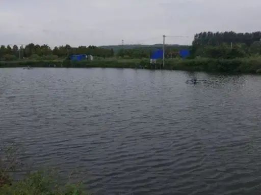 鱼塘藻类老化怎么处理,高温池塘藻类老化死亡