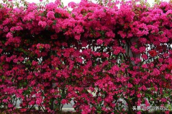 露台养花草种菜,露台种植花草盆栽