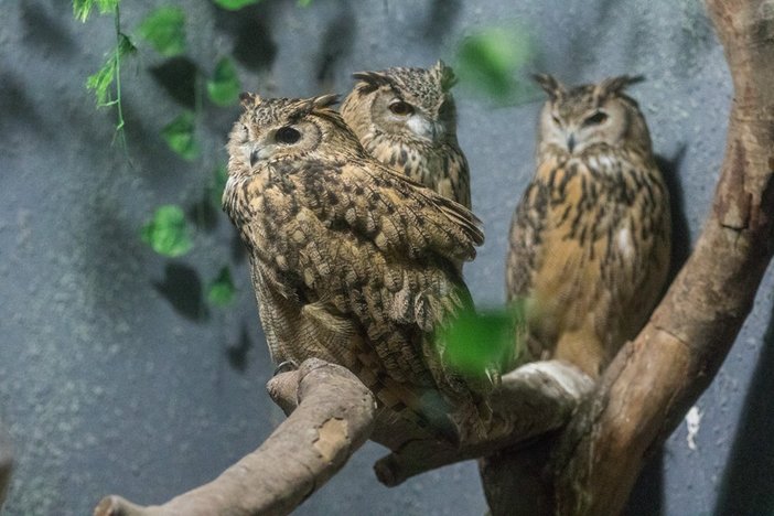 长隆飞鸟乐园湿地精灵,长隆飞鸟公园一日游攻略