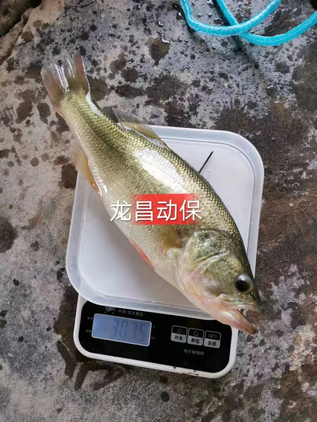 加州鲈烂身用什么药处理,加州鲈烂鳃是什么原因