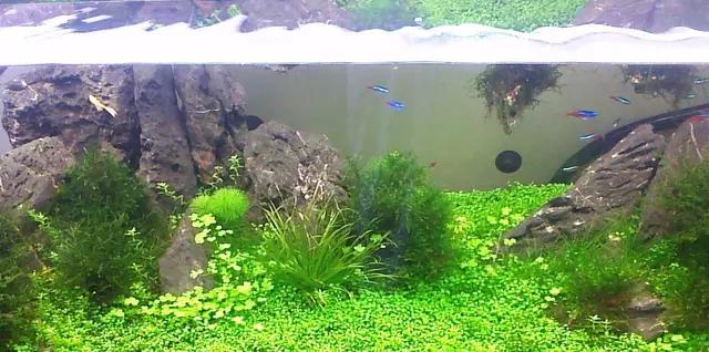 除了换水还有什么办法去水藻,鱼缸不换水有办法清除水藻