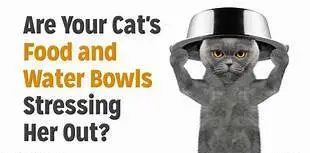 猫咪的天线有什么区别 (猫咪可以自带天线吗)