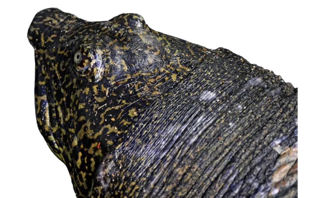 中国仅存的一只雌性斑鳖死亡,斑鳖为什么会灭绝了