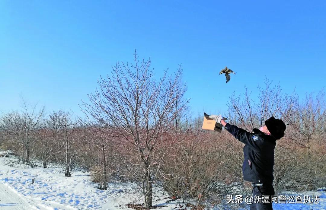 *疆新**日报：保护野生动物*疆新**森林公安在行动