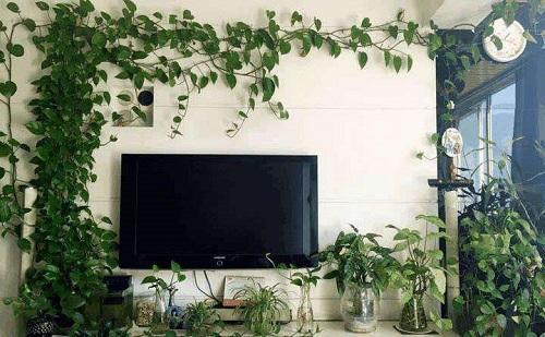 绿萝喜欢喝这三种水绿萝长得旺盛,家养绿萝给绿萝喝点什么长得好