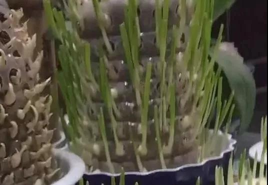 生姜盆景怎么种植,生姜盆景种植方法