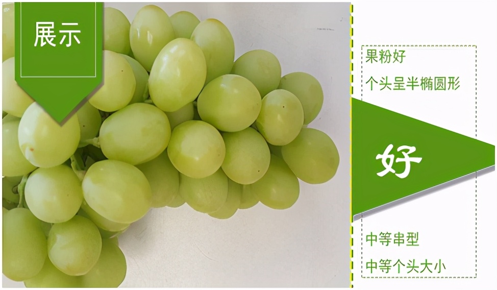 提子品种和介绍 (提子的品种都有哪些)