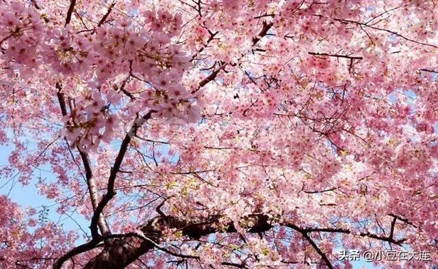 大连周末自驾游,大连周末去哪里玩又省钱又好玩