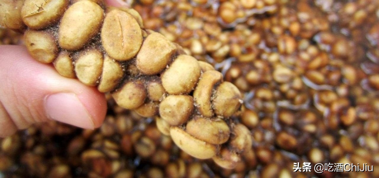 猫屎咖啡是世界上最昂贵的咖啡,比猫屎咖啡更贵的咖啡
