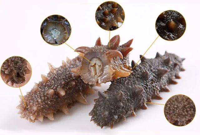 目前国内最好的海参产地哪里找,中国什么地方出产的海参最好