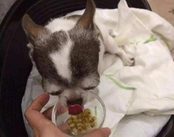 铲屎官除味自救方法,狗狗去口臭最好的方法