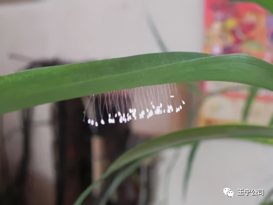 夏播玉米虫害图片大全,玉米虫害图谱高清大图