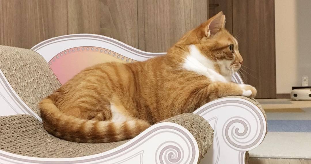 猫咪肚子有毛滴虫怎么引起的,猫咪有三胎毛滴虫