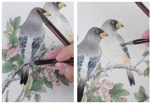 蜡嘴雀工笔画,蜡嘴鸟画画教程