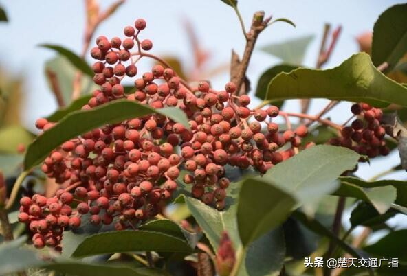 石楠花又开了,石楠花春天