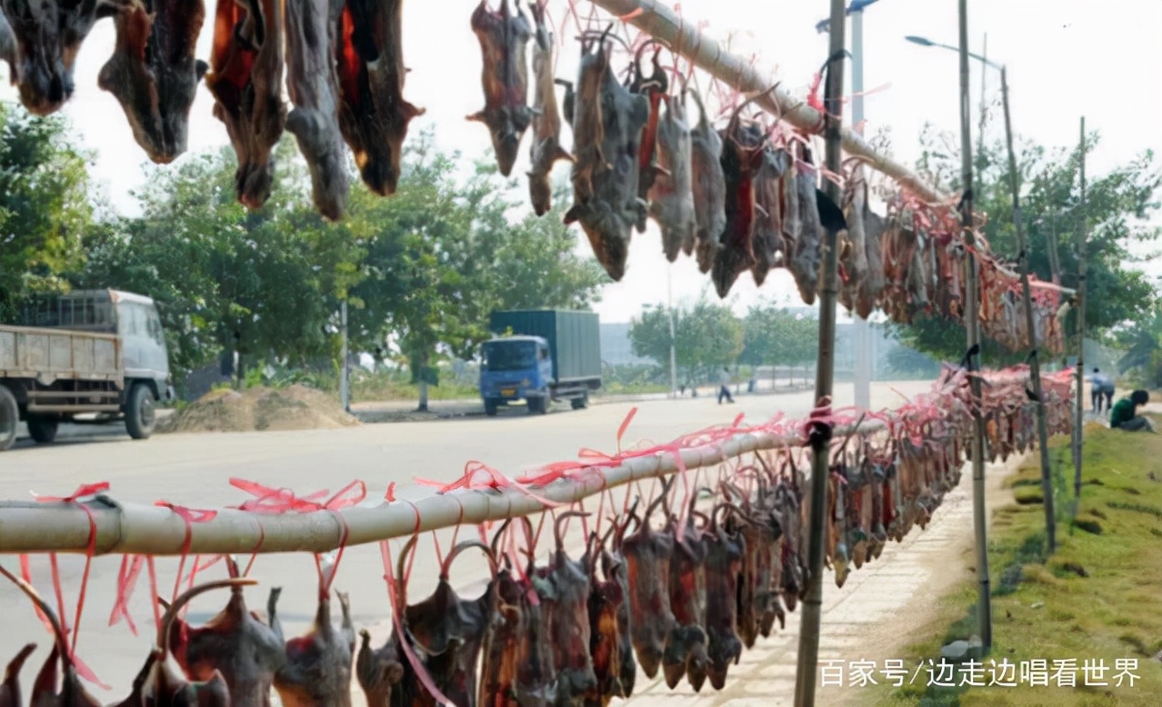 两广地区为什么喜欢吃老鼠肉,哪个国家喜欢吃老鼠肉