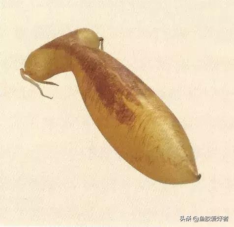 哪种鱼胶最好7种鱼胶的分类,鱼胶知识与食用方法