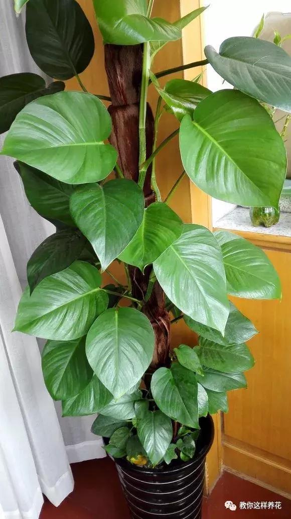 绿萝可以用枝条水养,怎么用水养绿萝绿萝才长得快