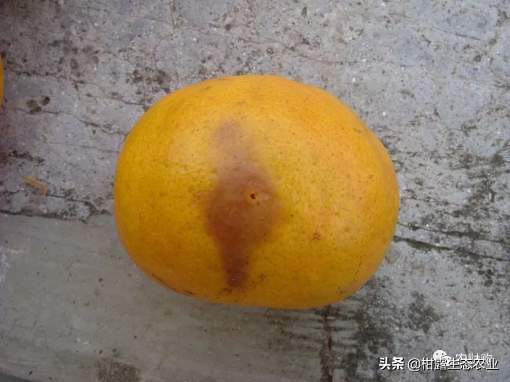 作物虫害识别大全图谱,果园物理防控虫害的方法