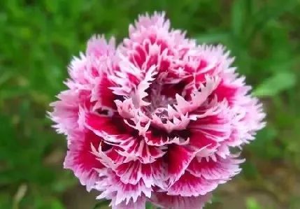 世界各国国花国树大全,世界地图及各国国花