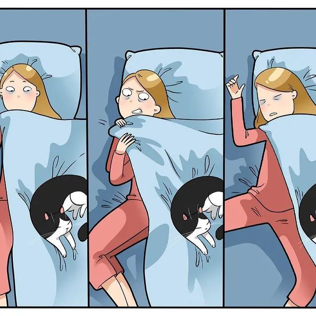 沙雕猫片，笑到床塌！自从做了卑微的铲屎官，比一个人时刺激多了