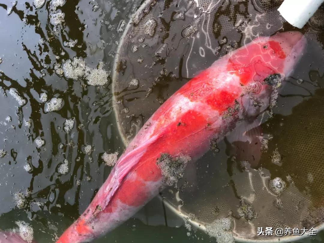 鱼病毒性败血症,鱼细菌性败血症怎么治