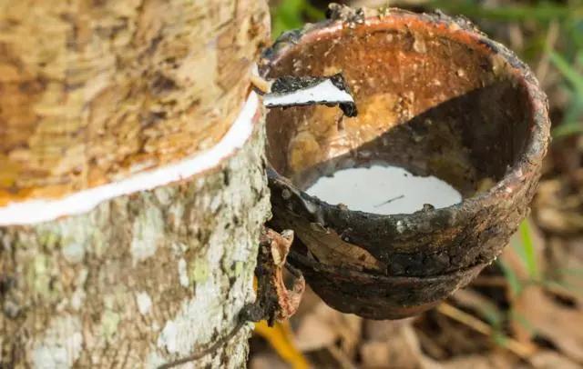 泰国乳胶枕热门视频,泰国正宗乳胶枕头什么牌子最好