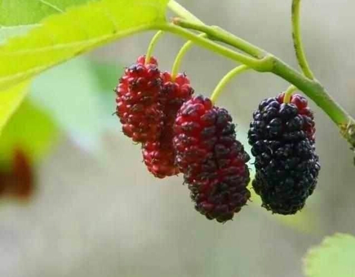 小时候在农村最常见的5种野果，吃过三种的算你牛！