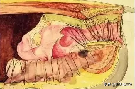 接产要领及接产步骤,助产催产方法