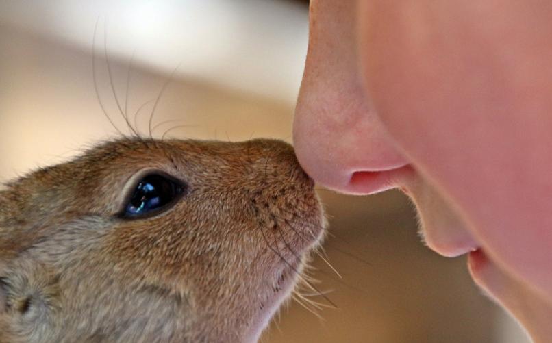 鼻子切掉能接上吗,鼻子掉了还能接上吗