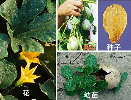 各种蔬菜水果祖先的样子,各种蔬菜祖先