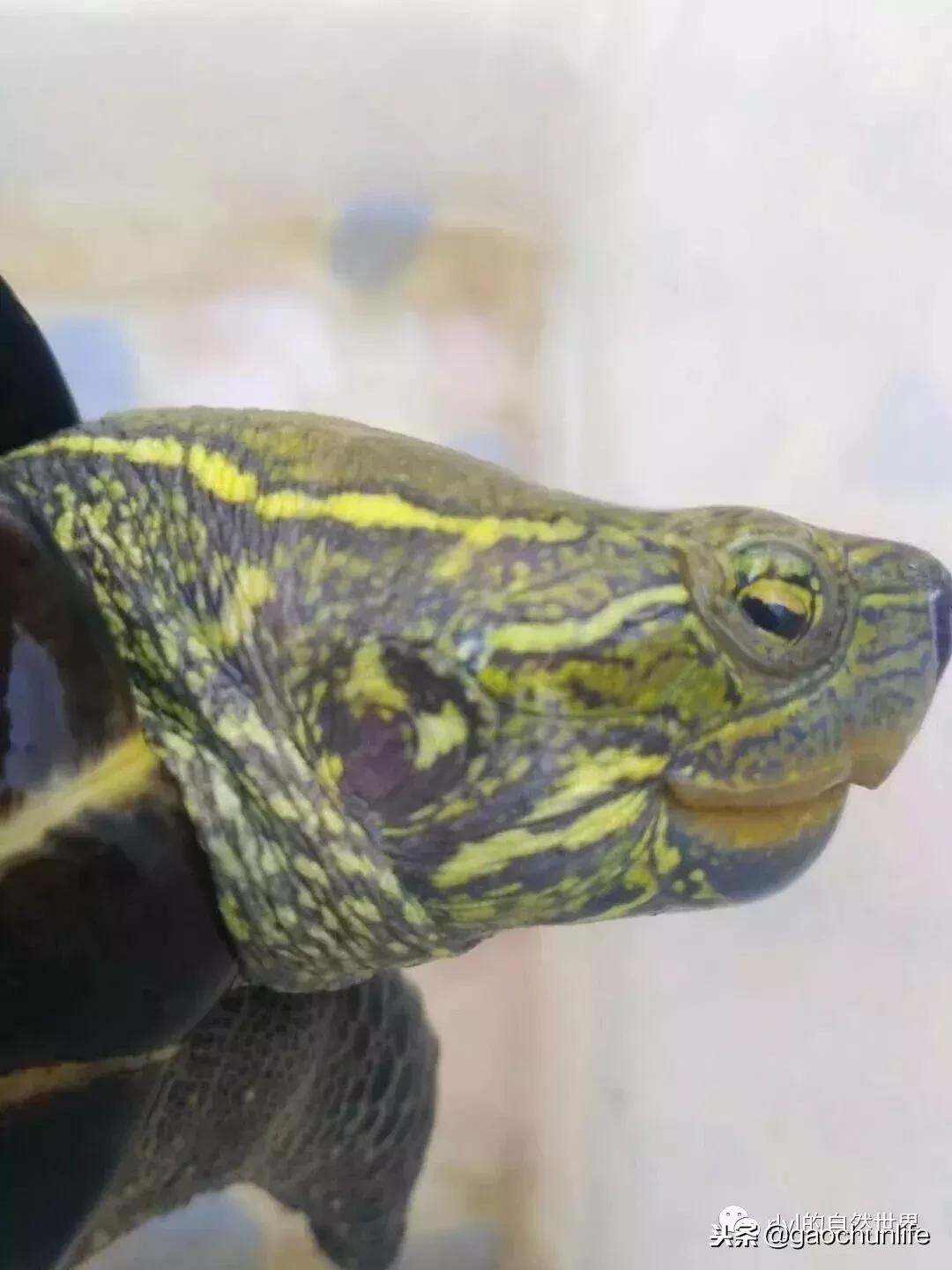 草龟难养,养草龟笔记