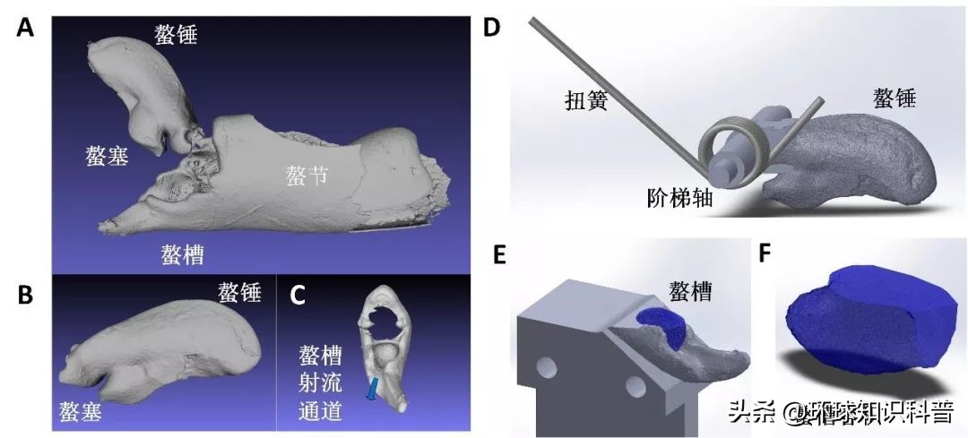 「科普」这种小虾能“袭击”军舰，我们成功缴获了它的*器武**