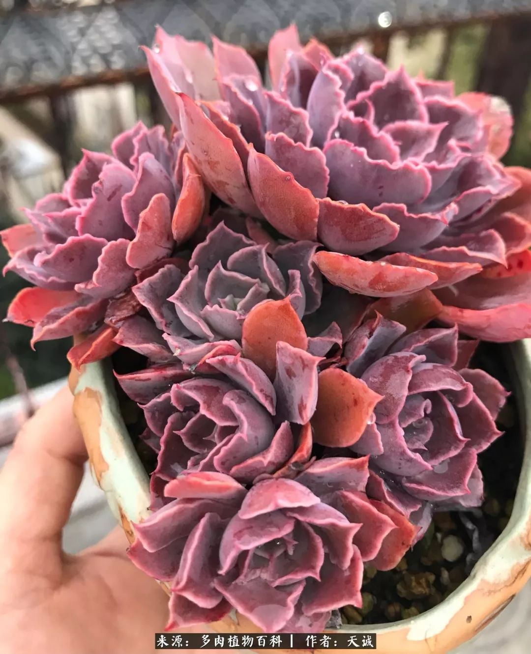 多肉从小养到大的过程,真爱的力量教程