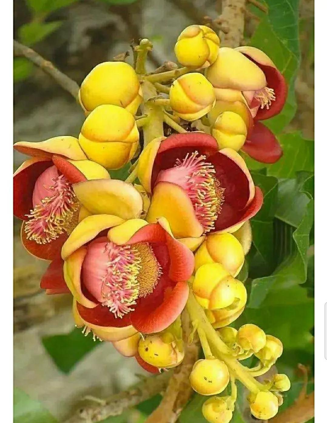 秋日私语：抬头一笑百媚生，美不惊人死不休的造型奇花