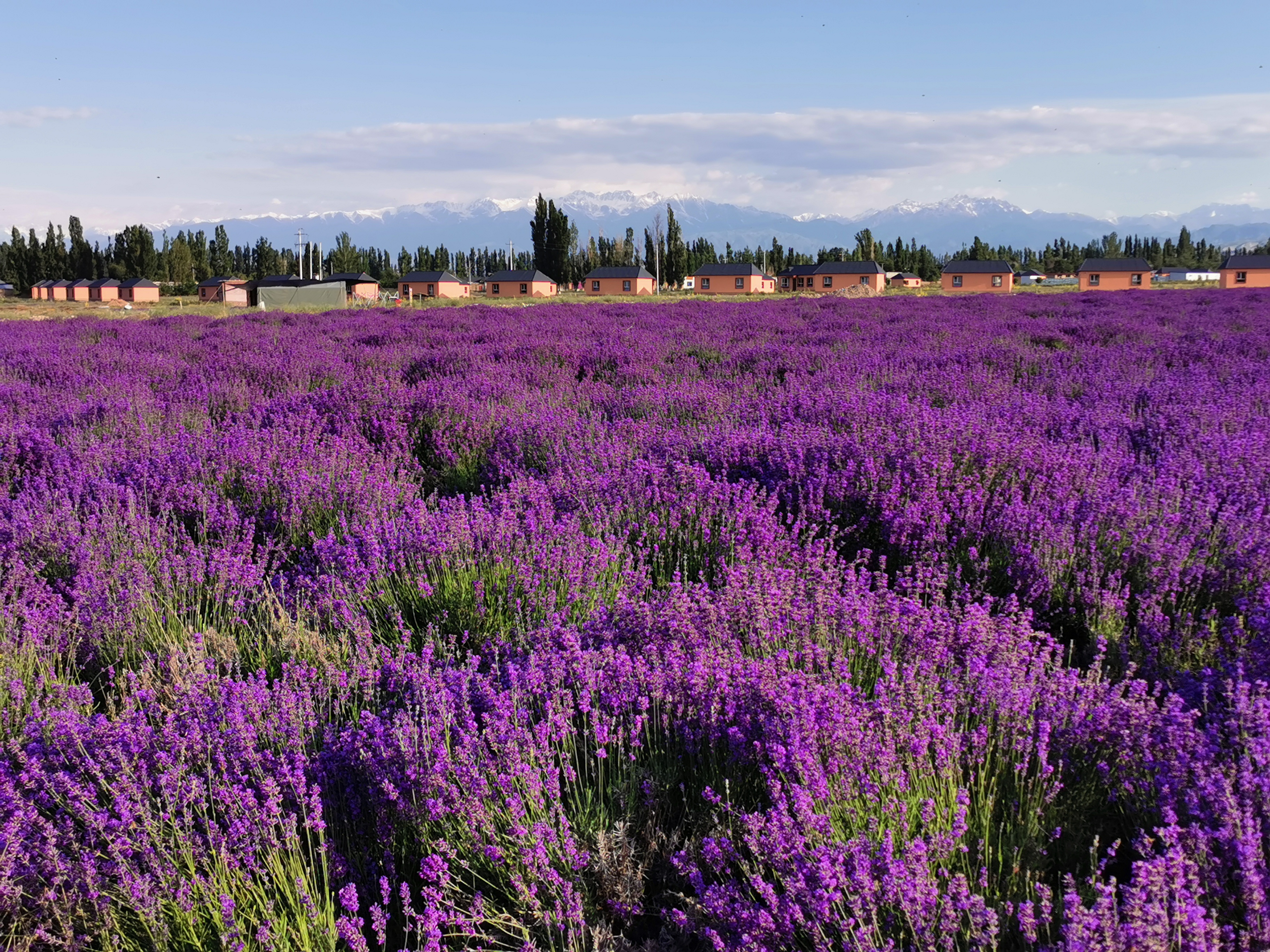 新疆旅行摄影攻略伊犁,伊犁草原摄影团